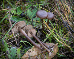 Nolanea edulis concentrica