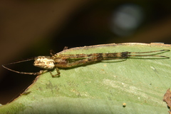 Tylorida