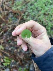 Chrysosplenium alternifolium