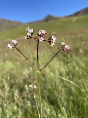 Valeriana capensis