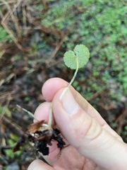 Chrysosplenium alternifolium