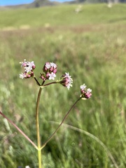 Valeriana capensis