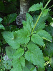 Scrophularia scopolii