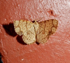Heterostegane subtessellata