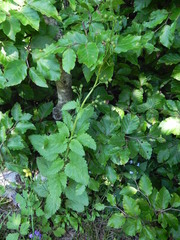 Scrophularia scopolii