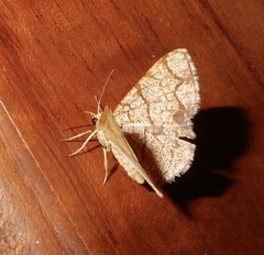 Heterostegane subtessellata