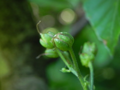 Scrophularia scopolii
