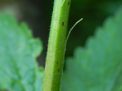 Scrophularia scopolii