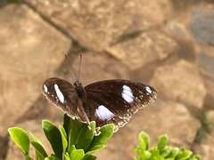 Hypolimnas bolina bolina