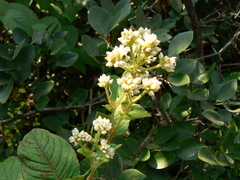 Persicaria chinensis