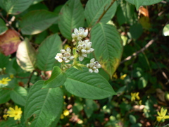 Persicaria chinensis