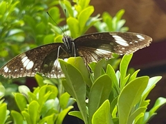 Hypolimnas bolina bolina