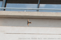 Ptyonoprogne fuligula