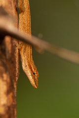 Anolis sericeus