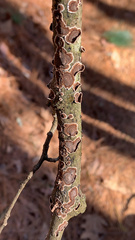 Peniophora albobadia