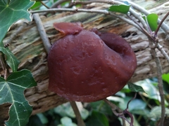 Auricularia auricula-judae