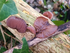 Auricularia auricula-judae