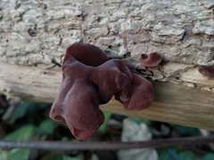 Auricularia auricula-judae