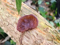 Auricularia auricula-judae