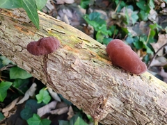 Auricularia auricula-judae