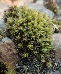 Polytrichum piliferum