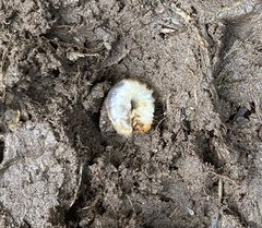 Dorcus parallelipipedus