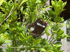 Hypolimnas bolina bolina