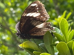 Hypolimnas bolina bolina