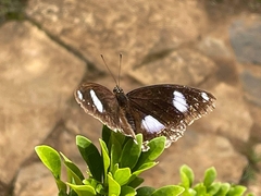 Hypolimnas bolina bolina