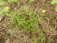 Croptilon rigidifolium