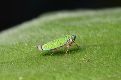 Versigonalia vermiculata