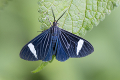 Calodesma collaris