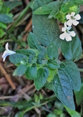 Phaulopsis imbricata