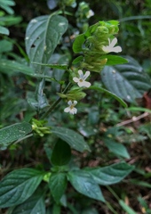 Phaulopsis imbricata