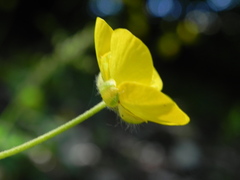 Ranunculus lanuginosus