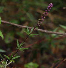 Polygalaceae
