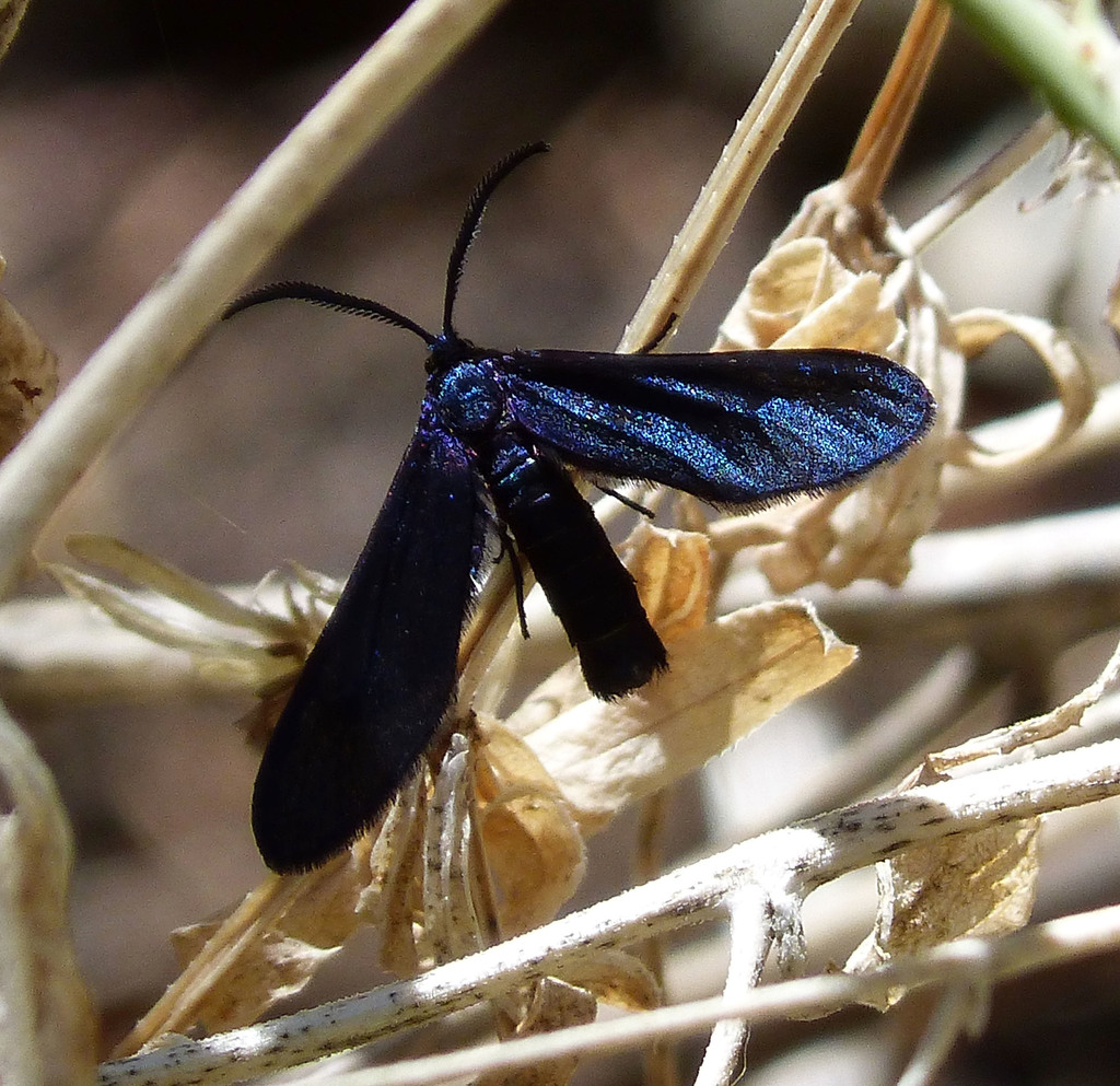 Western Grapeleaf Skeletonizer