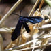 Western Grapeleaf Skeletonizer Moth - Photo (c) gailhampshire, some rights reserved (CC BY)