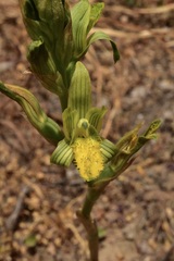 Chloraea cristata