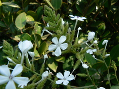 Plumbago zeylanica