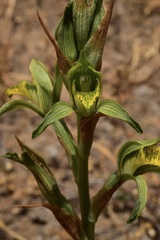 Chloraea cristata
