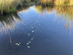 Aponogeton ranunculiflorus