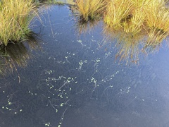 Aponogeton ranunculiflorus