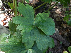 Ranunculus lanuginosus