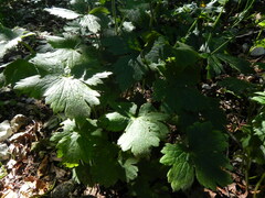 Ranunculus lanuginosus