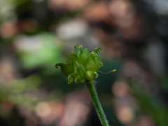 Ranunculus lanuginosus