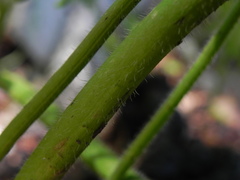Ranunculus lanuginosus