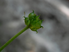 Ranunculus lanuginosus