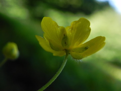 Ranunculus lanuginosus