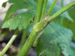 Ranunculus lanuginosus
